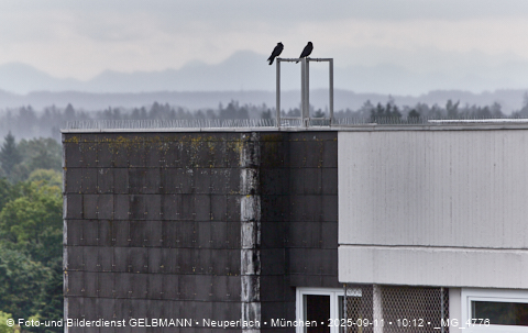Tauberl-Liebe auf dem Karl-MArx-Ring 58